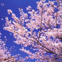Ԍ